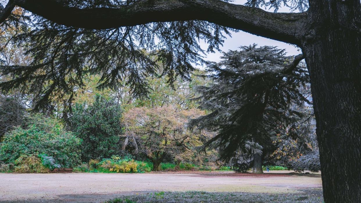 东京新宿御苑打卡动漫《言叶之庭》同款视角