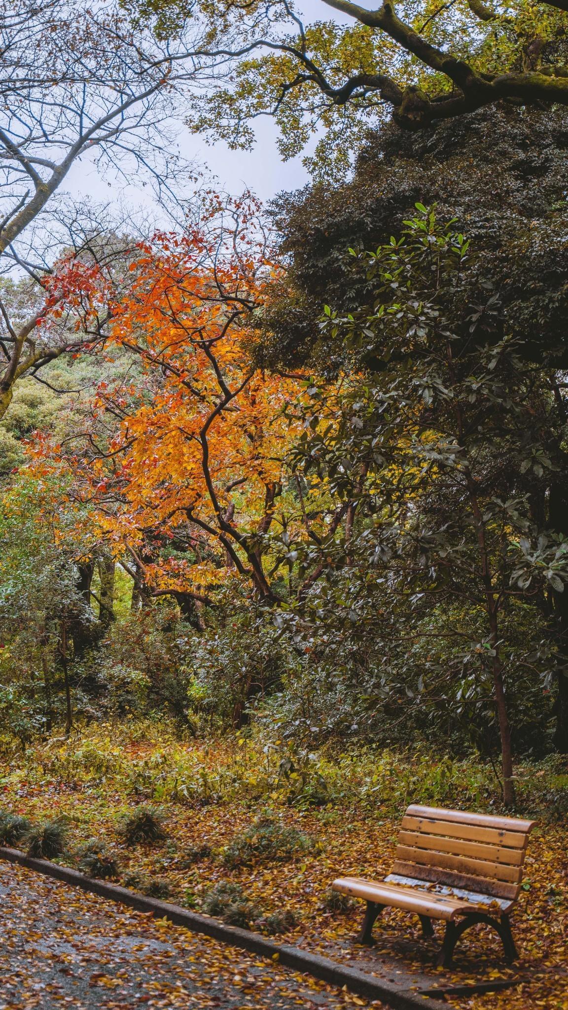 东京新宿御苑打卡动漫《言叶之庭》同款视角