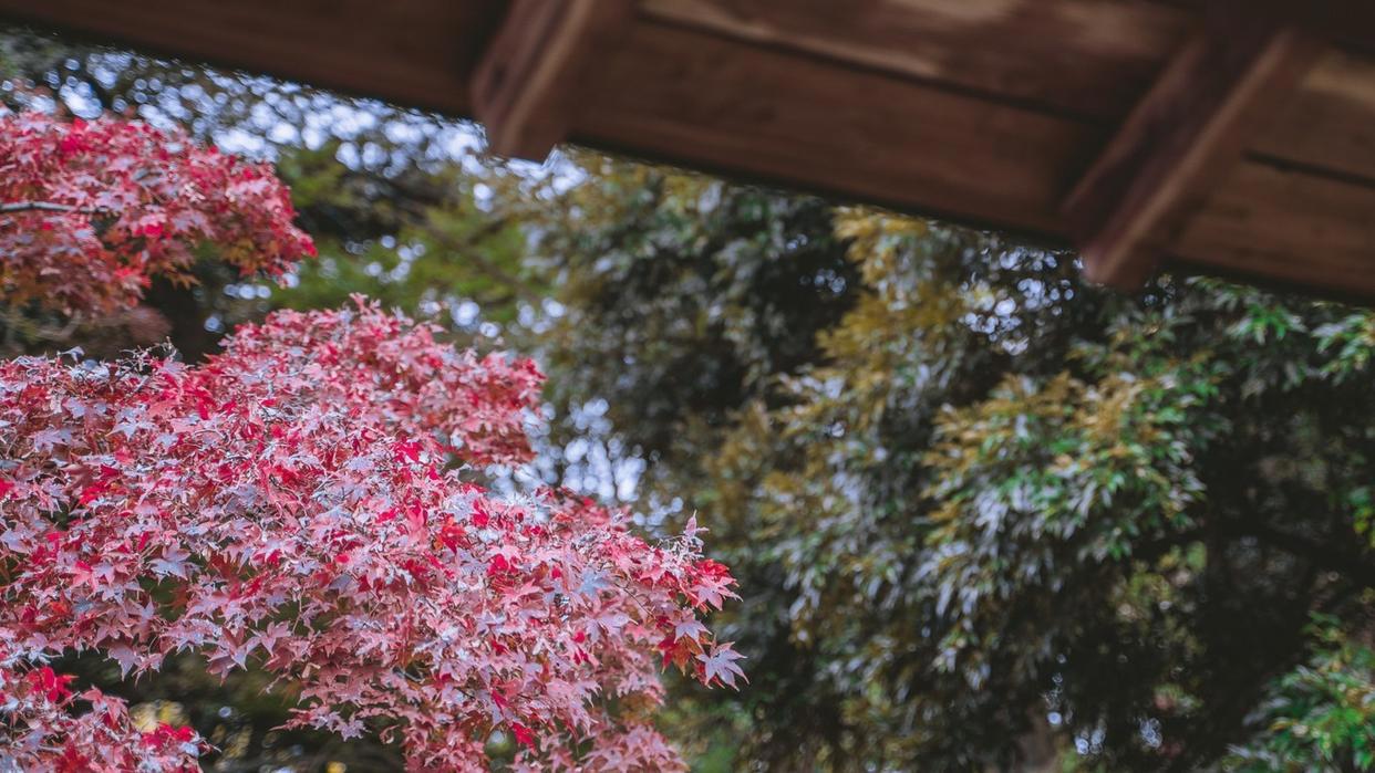 东京新宿御苑打卡动漫《言叶之庭》同款视角