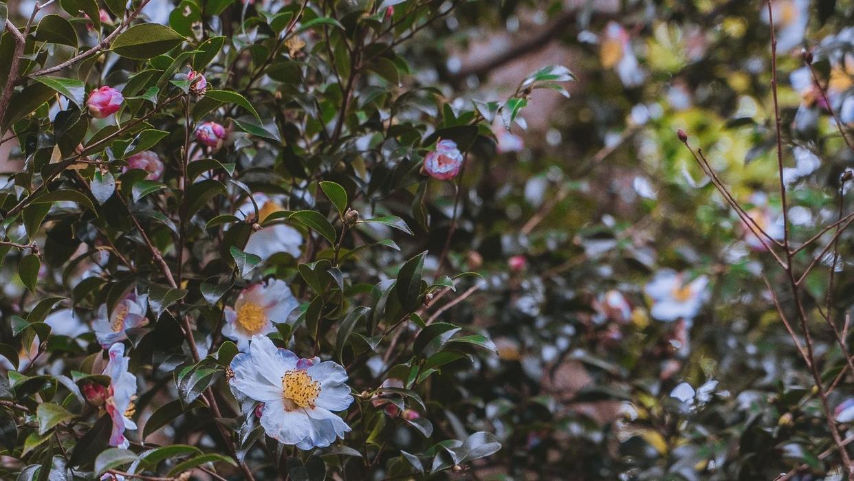 东京新宿御苑打卡动漫《言叶之庭》同款视角