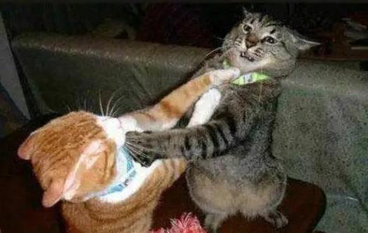 五年不老、厚积薄发这是《香肠派对》的爆款之路