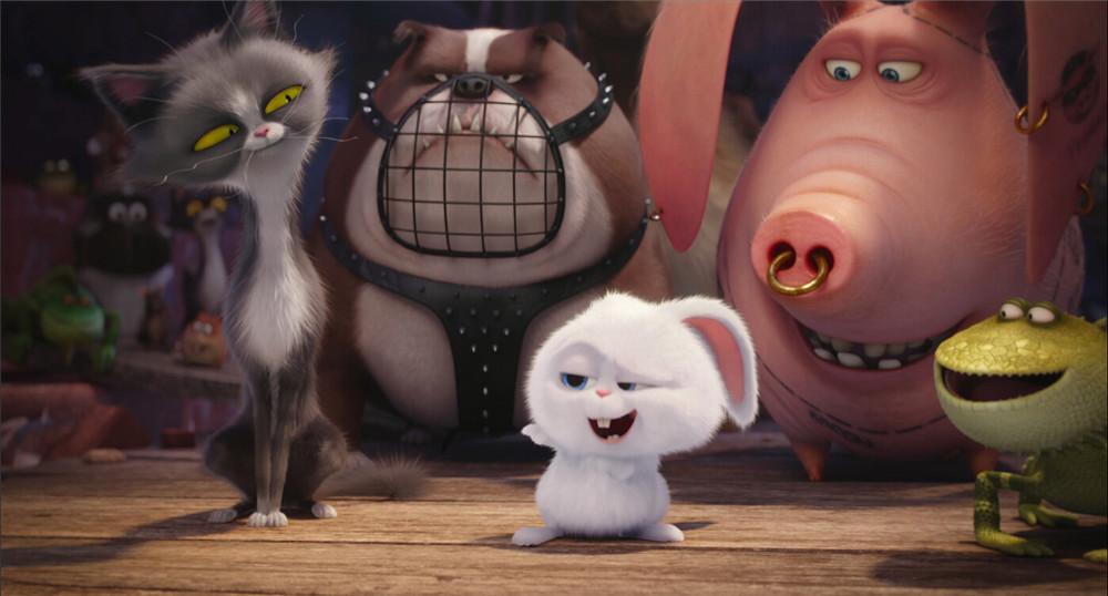 爱宠大机密：好一只傲娇的‘坏’兔子，真是让人欲罢不能