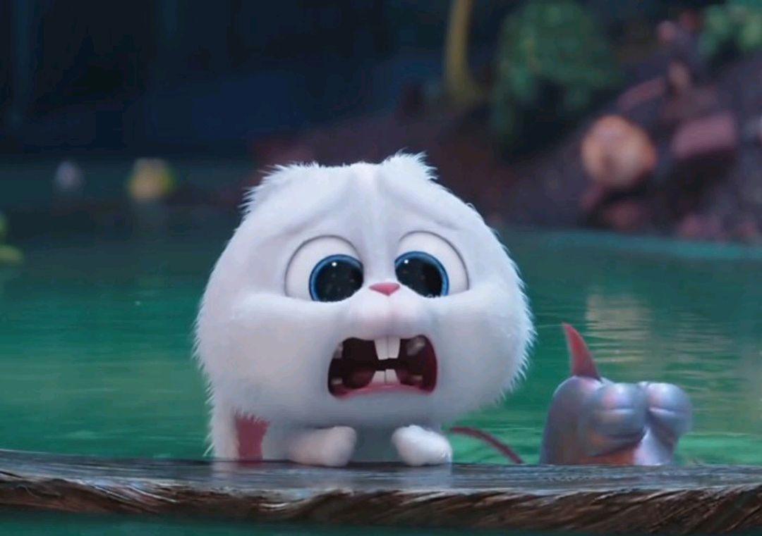 爱宠大机密：好一只傲娇的‘坏’兔子，真是让人欲罢不能