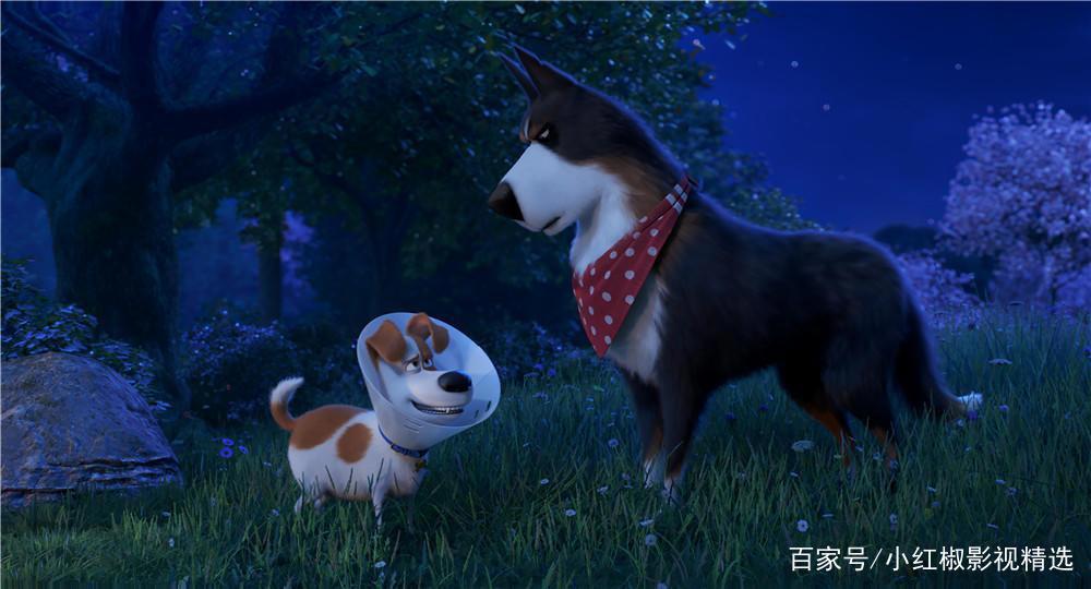 《爱宠大机密2》上映啦！你和萌宠们打过招呼了吗？