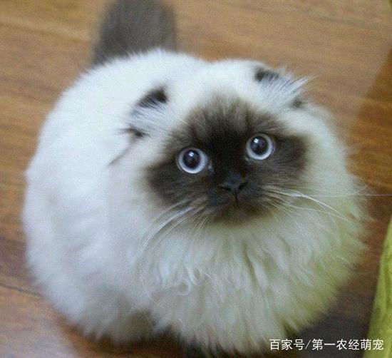 《宝贝老板》第二季中会学婴儿哭的猫咪原来真的存在，大家知道吗