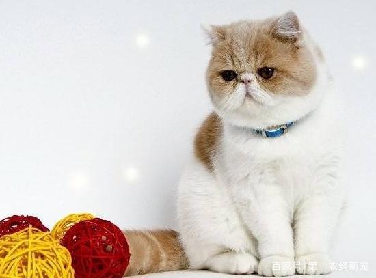 《宝贝老板》第二季中会学婴儿哭的猫咪原来真的存在，大家知道吗