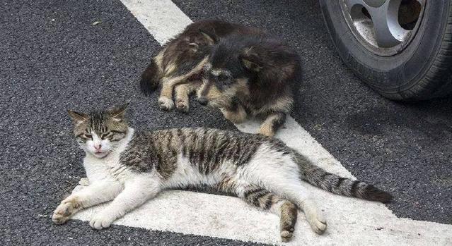 无牙仔之于hiccup，流浪猫狗之于我们丨电影推荐