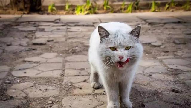 无牙仔之于hiccup，流浪猫狗之于我们丨电影推荐