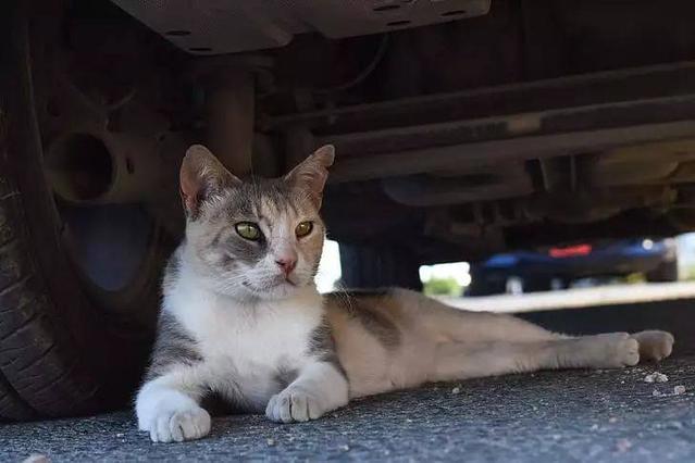 无牙仔之于hiccup，流浪猫狗之于我们丨电影推荐