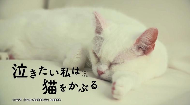 超可爱！《想哭的我戴上了猫的面具》推出真猫版宣传片