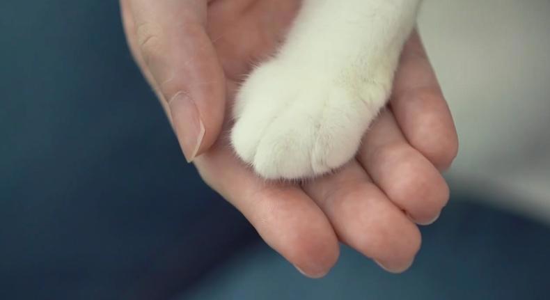 超可爱！《想哭的我戴上了猫的面具》推出真猫版宣传片