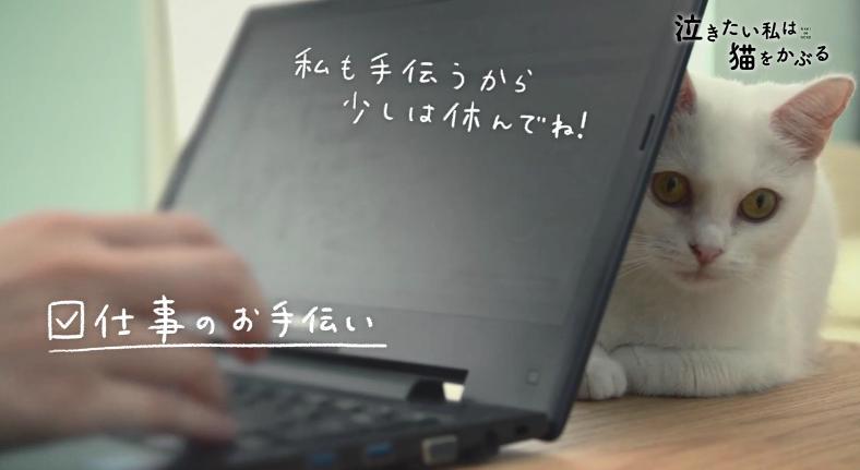 超可爱！《想哭的我戴上了猫的面具》推出真猫版宣传片