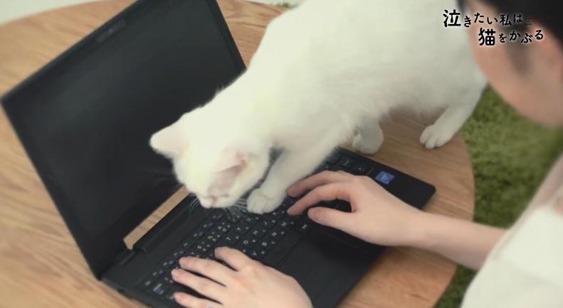 超可爱！《想哭的我戴上了猫的面具》推出真猫版宣传片