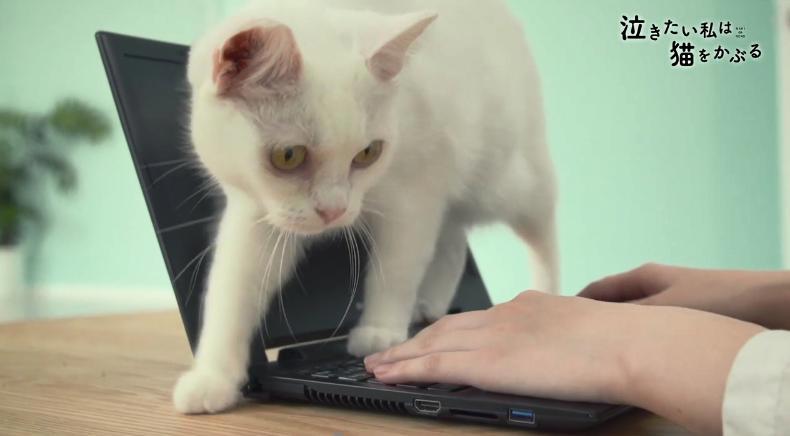 超可爱！《想哭的我戴上了猫的面具》推出真猫版宣传片