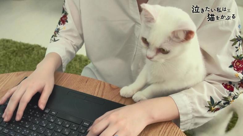 超可爱！《想哭的我戴上了猫的面具》推出真猫版宣传片