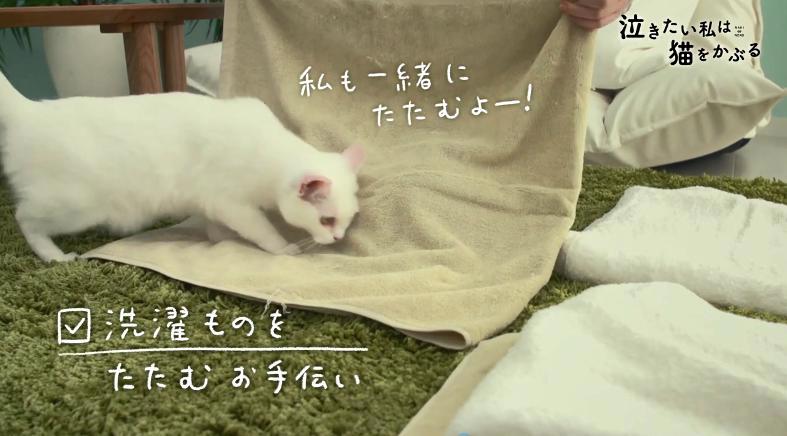 超可爱！《想哭的我戴上了猫的面具》推出真猫版宣传片