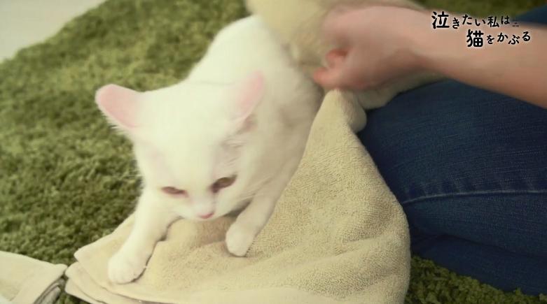 超可爱！《想哭的我戴上了猫的面具》推出真猫版宣传片