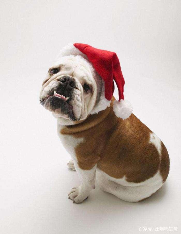 盘点动漫里的萌宠原型，你了解过哪些？