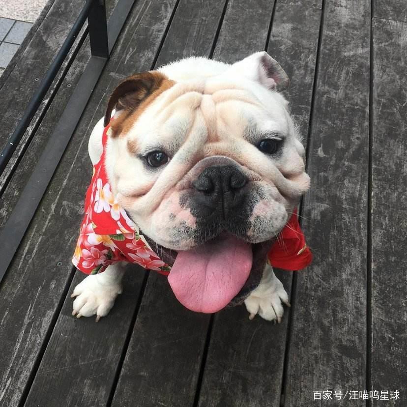 盘点动漫里的萌宠原型，你了解过哪些？