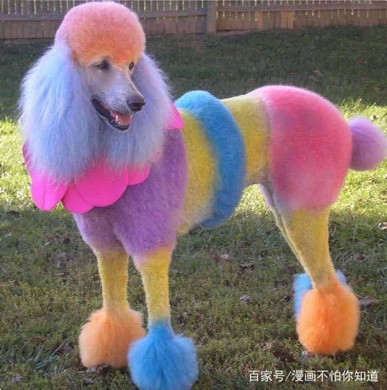 ［贺岁］戌年说狗，动漫旺财与原型（五）：欧美萌犬