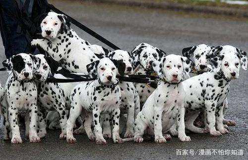 ［贺岁］戌年说狗，动漫旺财与原型（五）：欧美萌犬