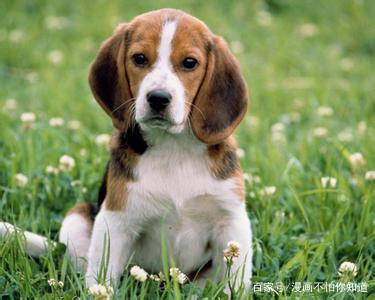 ［贺岁］戌年说狗，动漫旺财与原型（五）：欧美萌犬