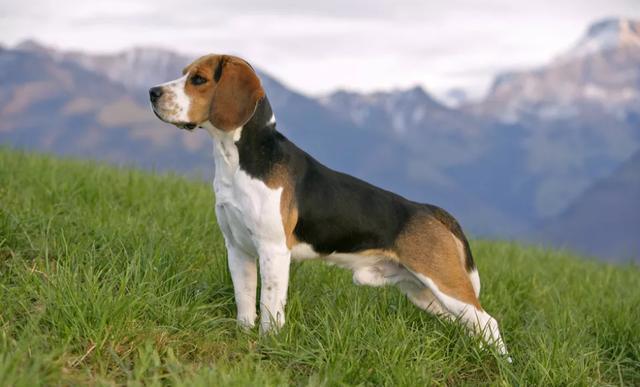 兔子杀手比格犬，以狗狗为原型的卡通人物，你没听过但肯定见过