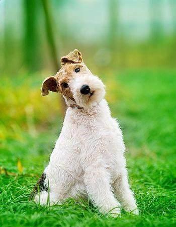 盘点动漫中的那些可爱的狗狗们！