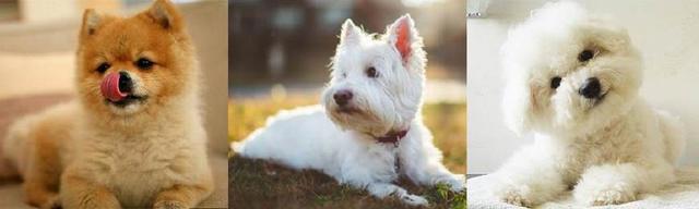 盘点动漫中的那些可爱的狗狗们！