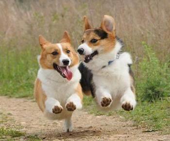 盘点动漫中的那些可爱的狗狗们！