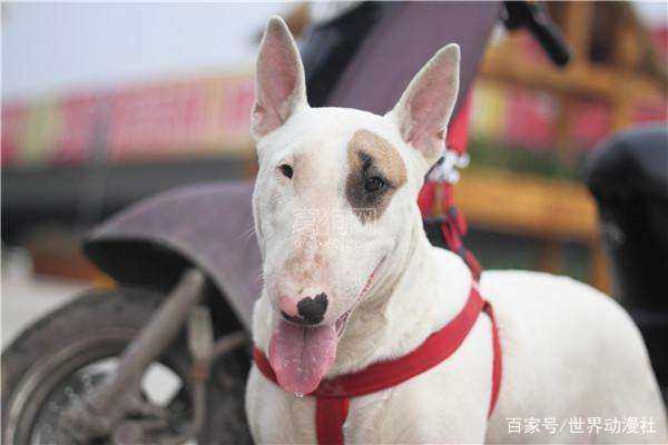 肉球必杀！盘点动漫中那些最萌的萌犬！