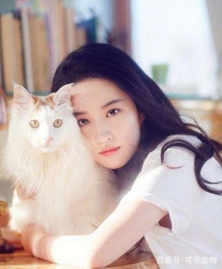 娱乐圈最知名的猫奴，刘亦菲收养了60多只流浪猫，无愧女神之名