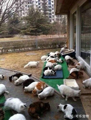 娱乐圈最知名的猫奴，刘亦菲收养了60多只流浪猫，无愧女神之名