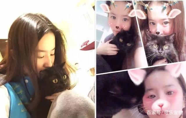 娱乐圈最知名的猫奴，刘亦菲收养了60多只流浪猫，无愧女神之名