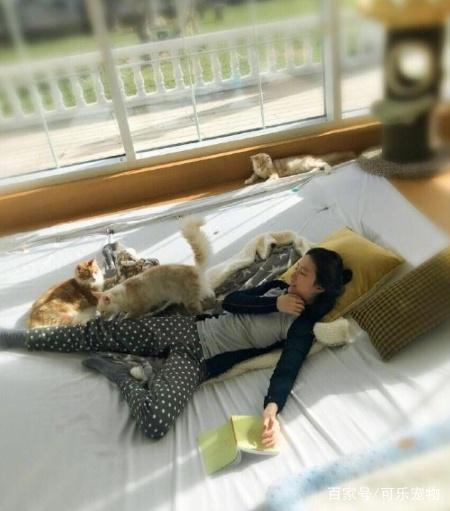 娱乐圈最知名的猫奴，刘亦菲收养了60多只流浪猫，无愧女神之名