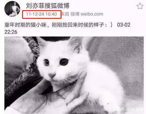 娱乐圈最知名的猫奴，刘亦菲收养了60多只流浪猫，无愧女神之名