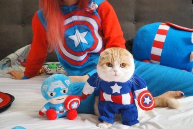萌萌的折耳猫，扮演复仇者联盟里的超级英雄，手动抱走美国队长