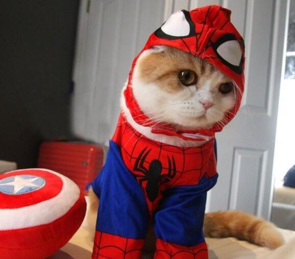 萌萌的折耳猫，扮演复仇者联盟里的超级英雄，手动抱走美国队长