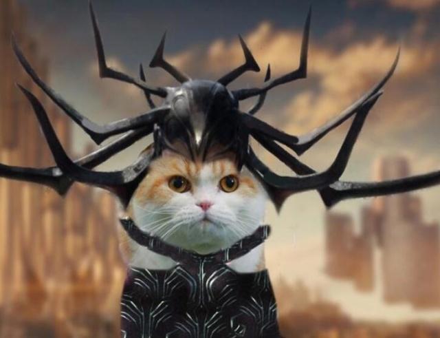 萌萌的折耳猫，扮演复仇者联盟里的超级英雄，手动抱走美国队长