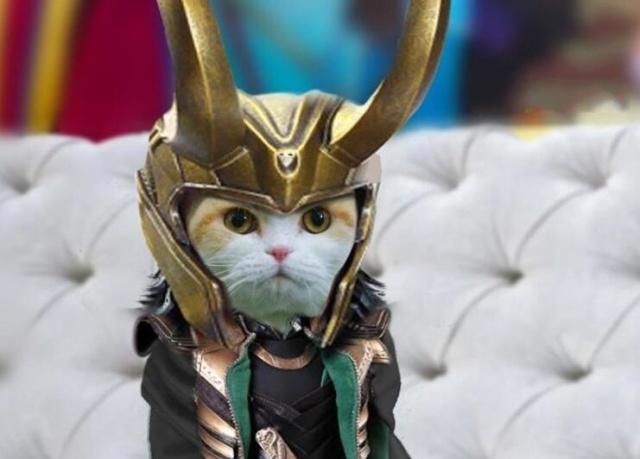 萌萌的折耳猫，扮演复仇者联盟里的超级英雄，手动抱走美国队长