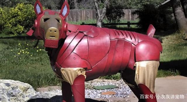 狗狗cosplay钢铁侠，cosplay雷神，狗狗版《复仇者联盟》