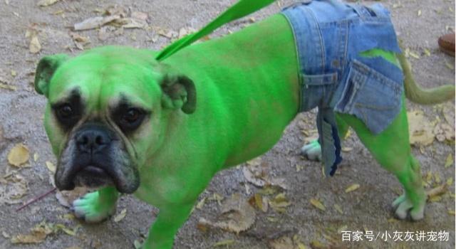 狗狗cosplay钢铁侠，cosplay雷神，狗狗版《复仇者联盟》