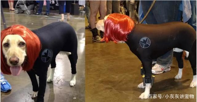 狗狗cosplay钢铁侠，cosplay雷神，狗狗版《复仇者联盟》