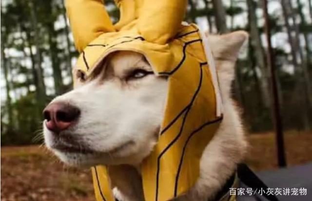 狗狗cosplay钢铁侠，cosplay雷神，狗狗版《复仇者联盟》