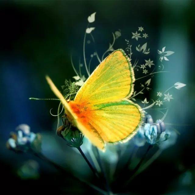 观影——《精灵小王子》