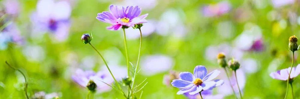 观影——《精灵小王子》