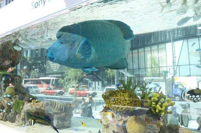 史上最全的日本自由行攻略分享，从东京-京都-大阪，10天9晚！