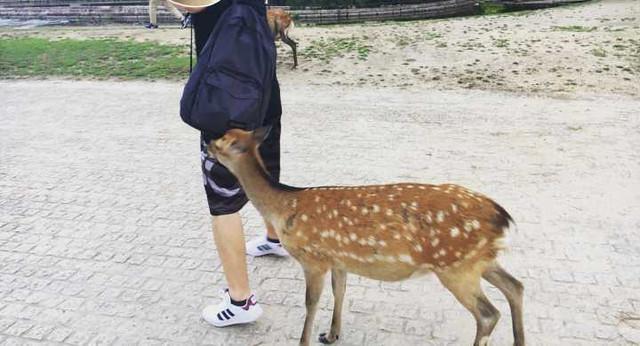 史上最全的日本自由行攻略分享，从东京-京都-大阪，10天9晚！