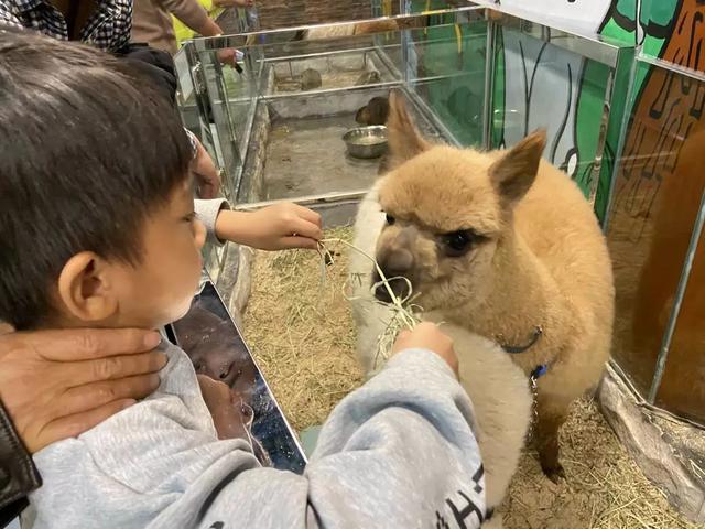 杭州萧山首家室内沉浸式萌宠互动乐园开园！近千只网红萌宠等你来撸