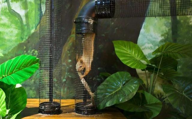 杭州萧山首家室内沉浸式萌宠互动乐园开园！近千只网红萌宠等你来撸